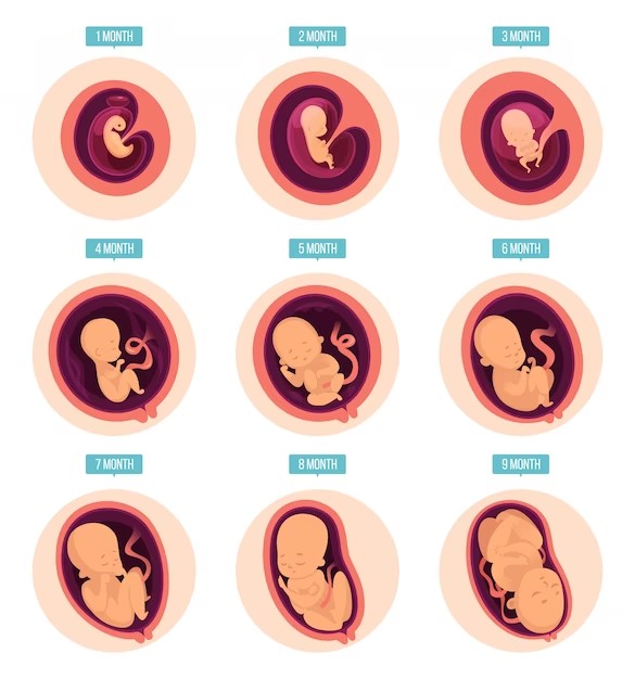 Os diferentes estágios da gravidez: o que esperar em cada trimestre